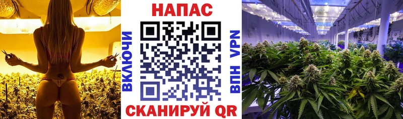 Каннабис сатива  Воронеж 